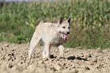 BOUVIER DES ARDENNES 077